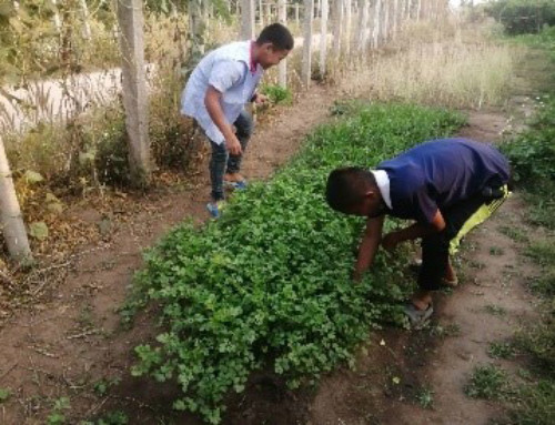 Homegrown Solutions